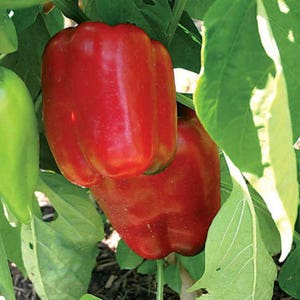 May include: Two red bell peppers growing on a vine with green leaves.
