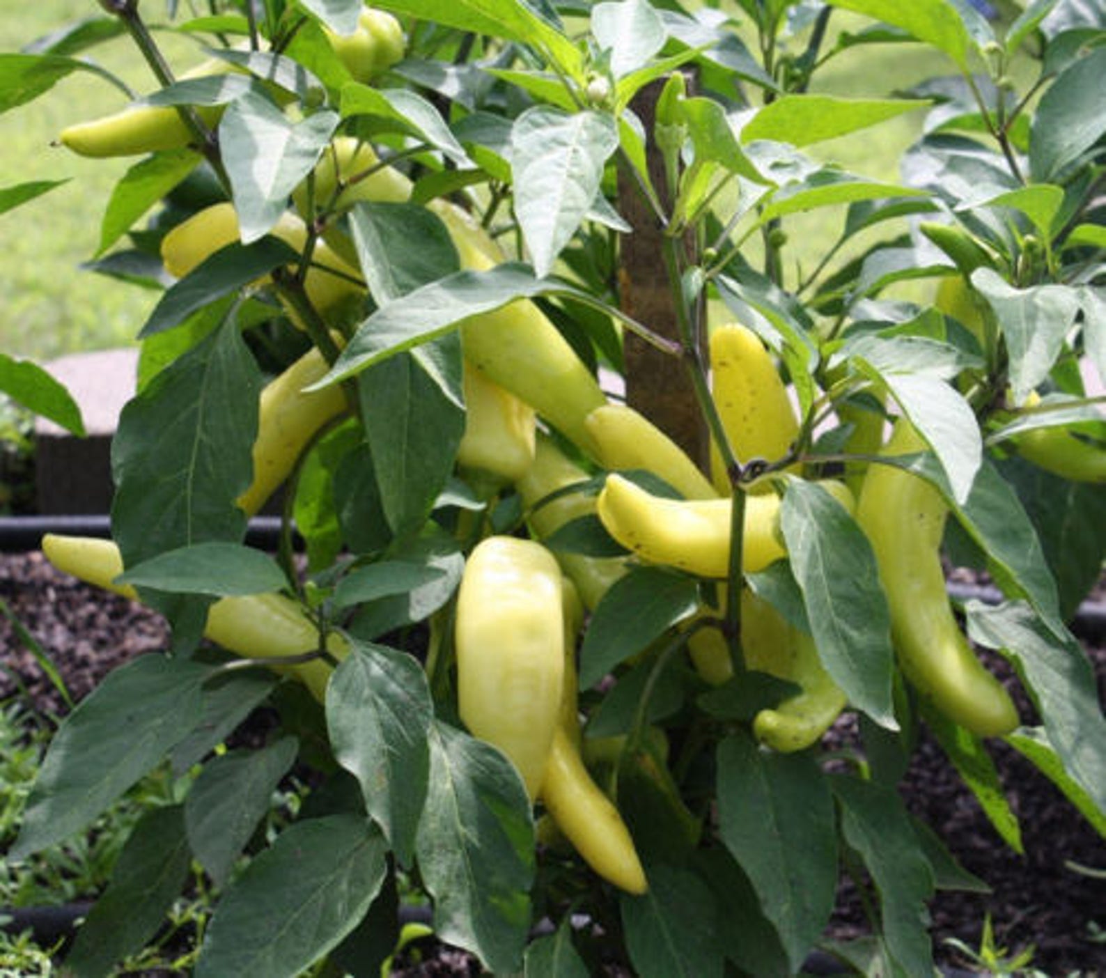 Two Live Plants Hungarian Hot Banana Pepper Plant NONGMO