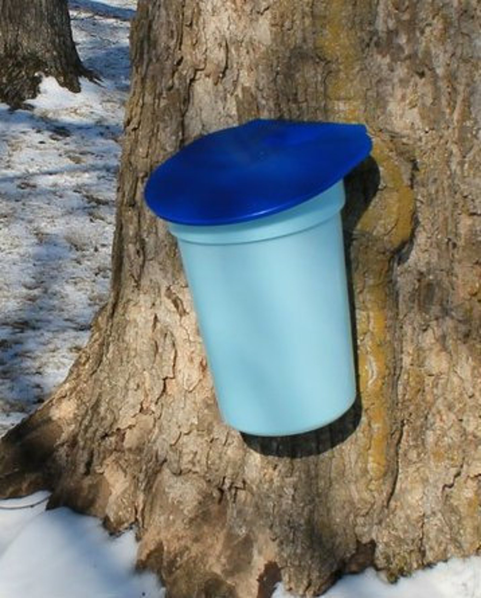 Deluxe Maple Tree Tapping Kit 3 3 Gal. Sap Buckets Lids - Etsy