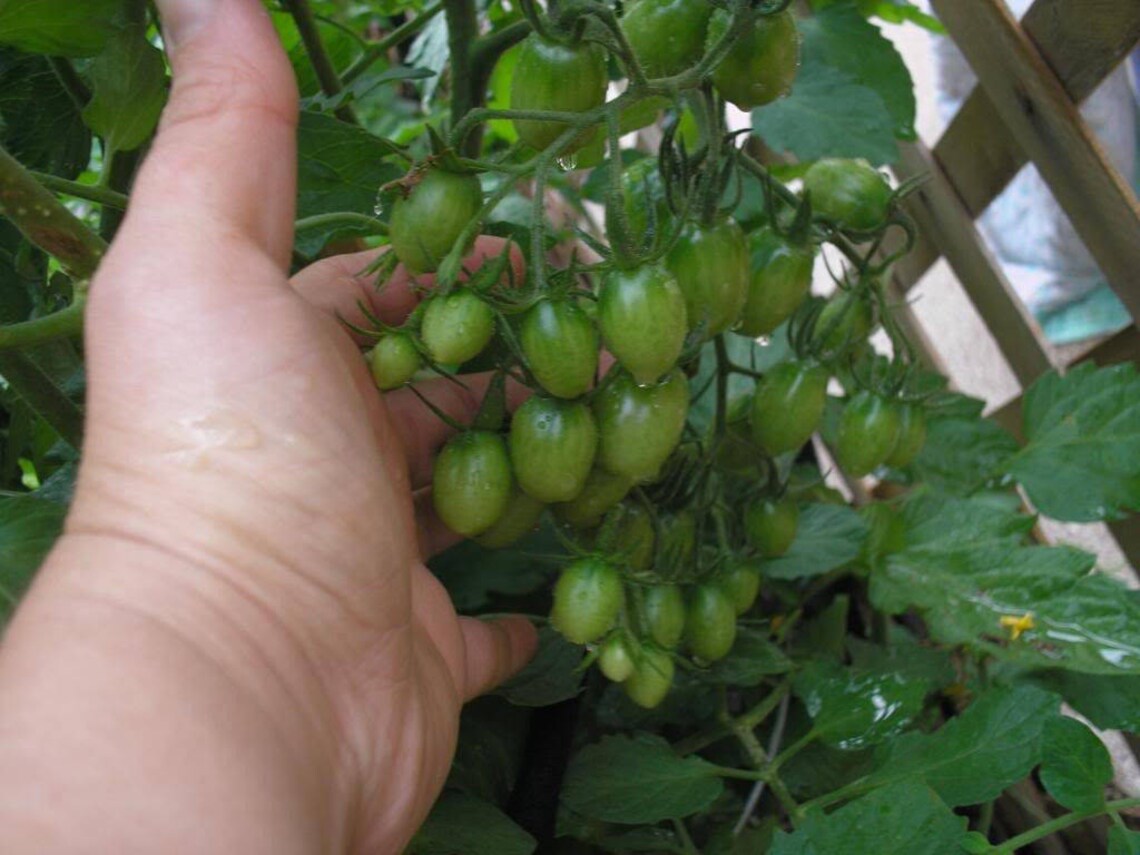 Two Live Plants Grape Tomato Plant 4 Inches to 7 Inches Tall Etsy