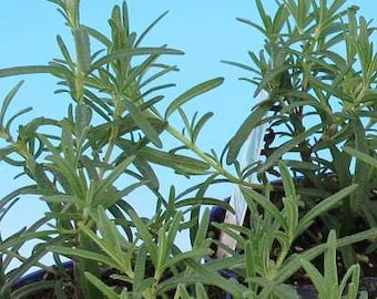 May include: A close-up of a potted rosemary plant with green leaves. The plant is in a black pot and the leaves are long and thin.