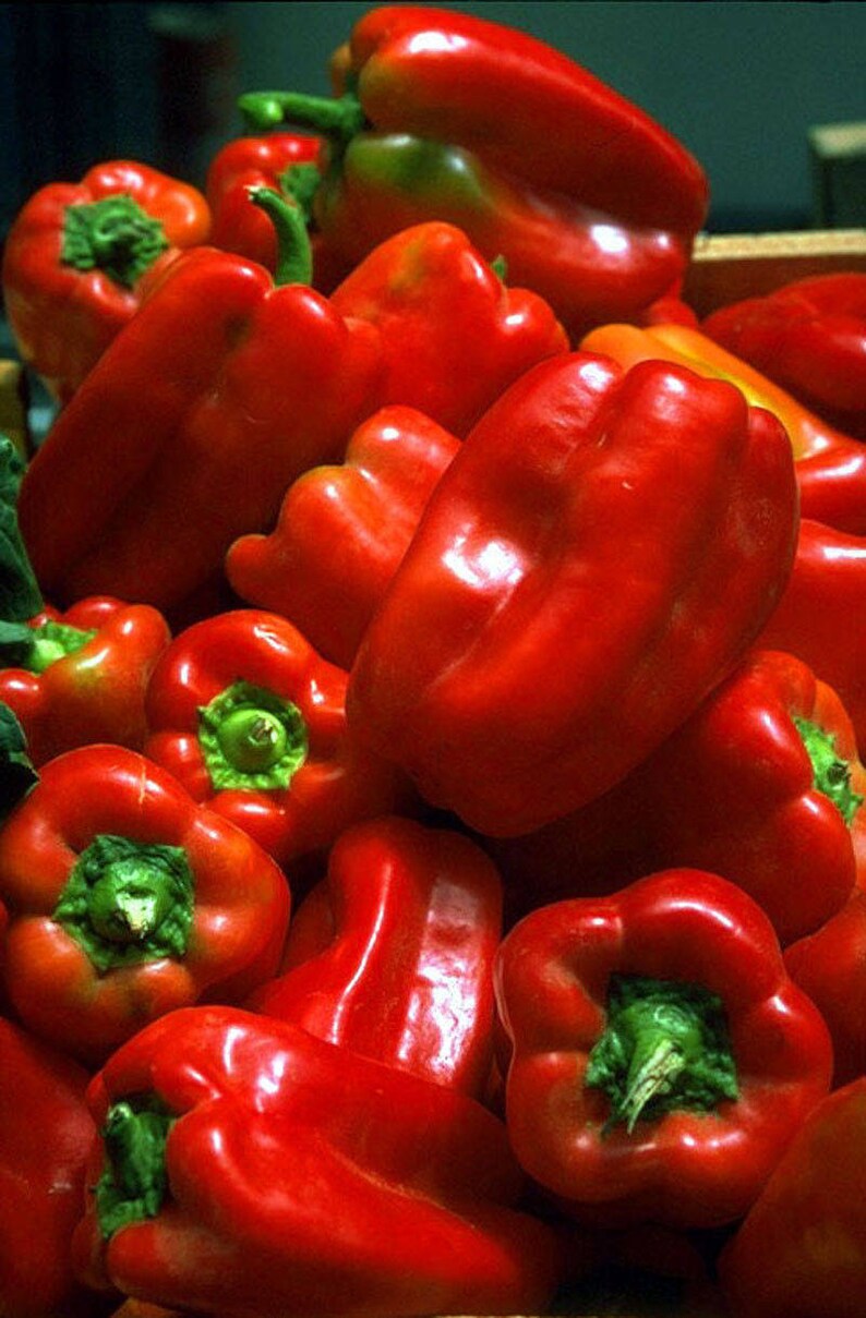 Two Live Plants Lady Bell Red Pepper Plant Each 4 Inch to 7 Etsy