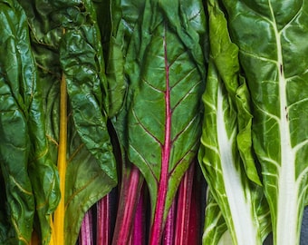 Bright Lights Swiss Chard | Two Live Plants | Non-GMO | Heirloom | Frost Tolerant