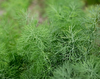 Eneldo de hoja de helecho / Dos plantas vivas / Sin OGM / Tradicional / Compacto, de rápido crecimiento, apto para polinizadores