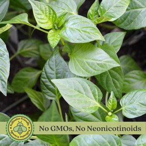 Jalapeno Peppers | Two Live Garden Plants | Non-GMO, Mild Heat, Great Producer