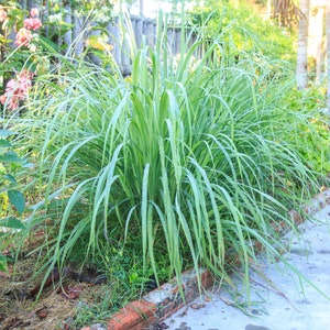 Deux 2 grandes plantes de citronnelle vivantes SANS OGM chacune de 10 à 20 cm de haut dans des pots de 10 cm (4 po.) Entreprise familiale depuis 1957 image 6