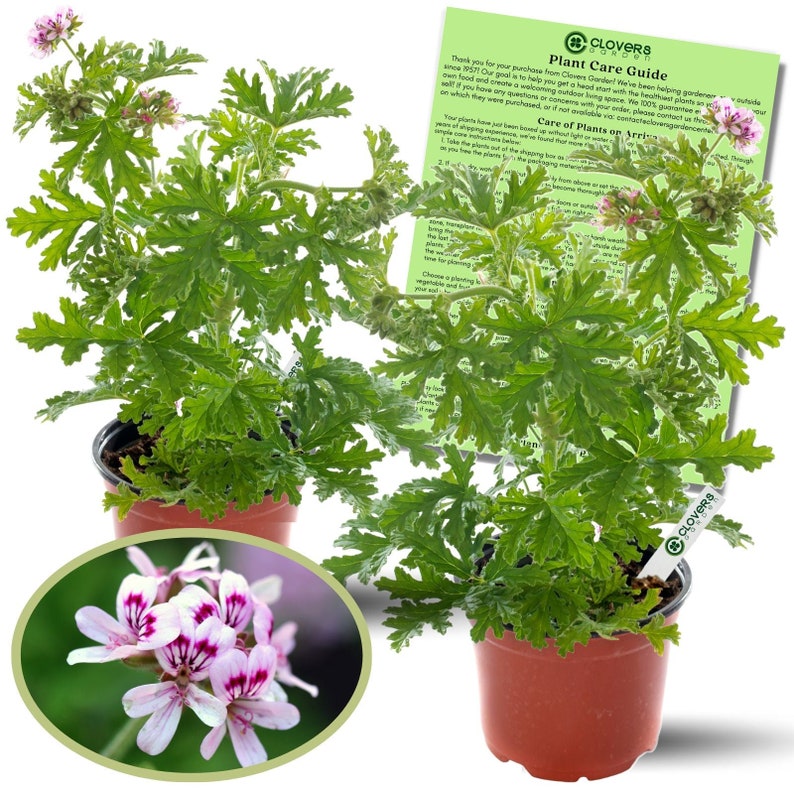 Citrosa Geranium Plant