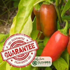 Early Jalapeño Pepper Plant | Two Live Plants | Non-GMO | Medium Hot Pepper | High Yield