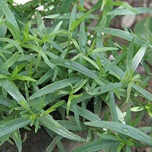 Puede incluir: Primer plano de un parche de estrag&oacute;n verde, una hierba con hojas largas y delgadas.