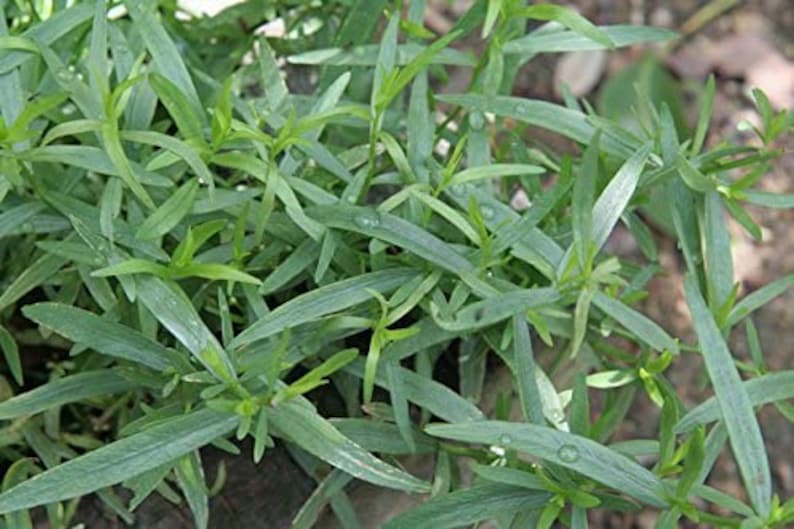 Puede incluir: Primer plano de un parche de estrag&oacute;n verde, una hierba con hojas largas y delgadas.