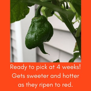 May include: A green chili pepper hanging from a plant. The caption reads "Ready to pick at 4 weeks! Gets sweeter and hotter as they ripen to red."