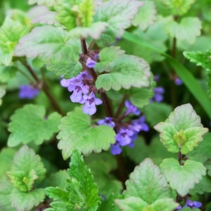 May include: Close-up of a cluster of purple flowers with green leaves. The flowers are small and delicate, with five petals each. The leaves are heart-shaped and have a slightly fuzzy texture.