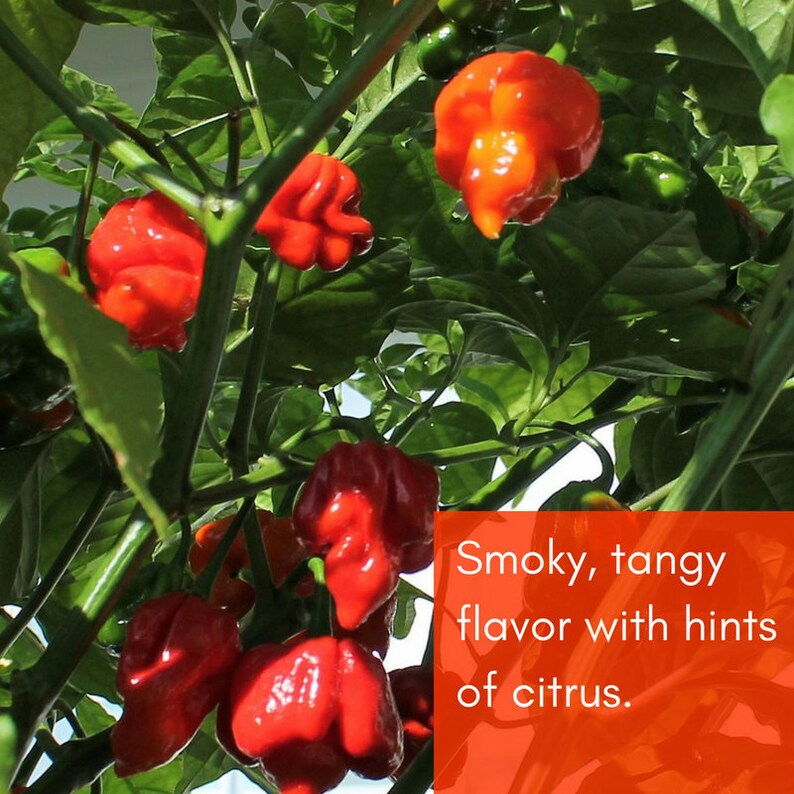 May include: A close-up of a plant with red and orange peppers. The peppers are growing on a vine and have a smoky, tangy flavor with hints of citrus.
