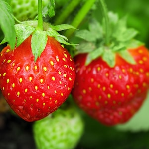 Two Live Plants Ozark Beauty Ever bearing Strawberry NON-GMO 4 to 7 Inches Tall in 3.5 Inch Pots Family Run Business Since 1957