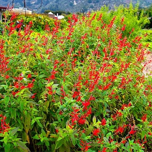 May include: A close-up of a vibrant red flower bush with green leaves. The flowers are in bloom and have a delicate, feathery appearance.
