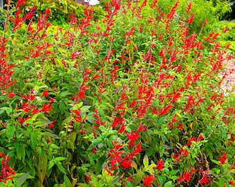 May include: A close-up of a vibrant red flower bush with green leaves. The flowers are in bloom and have a delicate, feathery appearance.