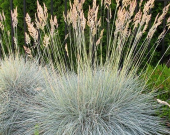 Blue Fescue (Festuca Elijah Blue) | Two Live Perennial Plants | Non-GMO, Low Growth Ornamental Grass