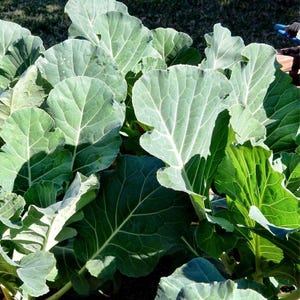 May include: Close-up of a large patch of collard greens growing in a garden. The leaves are large and dark green, with a slightly crinkled texture.