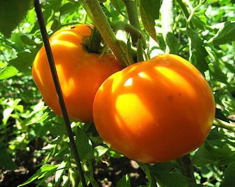 Two 2 Live Plants Golden Jubilee Tomato Plant 5 Inch to 7 Inch Tall in 3.5 Inch Pots Family Run Business Since 1957