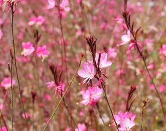 Gaura Siskiyou Rosa / Dos plantas vivas / Sin OMG / Perenne / Atrae polinizadores / Floración continua