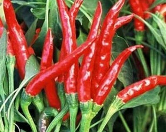 Thai Gong Bao Dragon Hot Pepper Plants | Two Live Plants | High Yield, Edible Ornamental