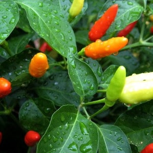 Puede incluir: Primer plano de una planta verde de hojas con peque&ntilde;os pimientos de colores. Los pimientos son rojos, naranjas y amarillos. Las hojas est&aacute;n mojadas con gotas de agua.