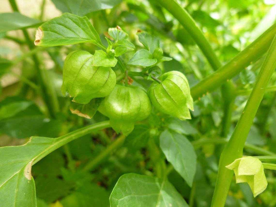Two Live Plants Tomatillo Plant 47 Inches Tall in 4 Inch Pots Etsy