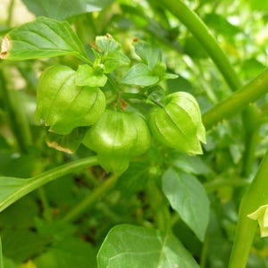 Two Live Plants Tomatillo Plant 4-7 Inches Tall in 4 Inch Pots Family Run Business Since 1957