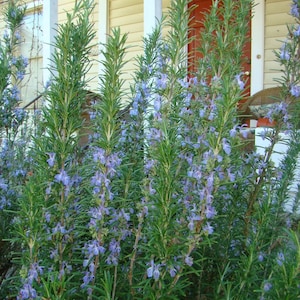 May include: A close-up of a bush of rosemary with purple flowers growing in front of a house with a red door. The house number 263 is visible on the door.