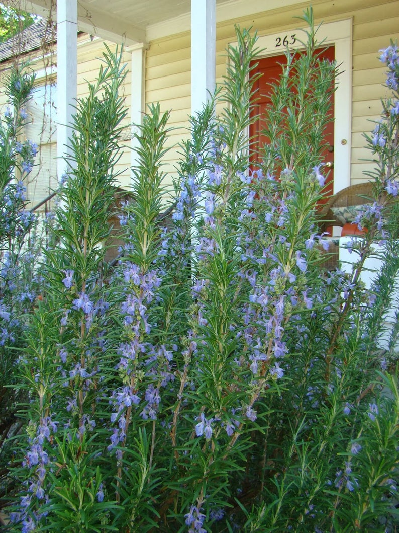 Two Live Plants Barbeque Rosemary Plant 47 Inches Tall in 3.5 Etsy
