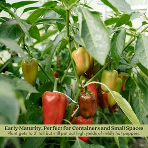 Early Jalapeño Pepper Plant | Two Live Plants | Non-GMO | Medium Hot Pepper | High Yield