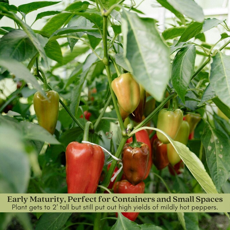 Early Jalapeño Pepper Plant | Two Live Plants | Non-GMO | Medium Hot Pepper | High Yield