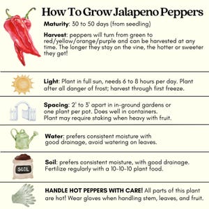 Early Jalapeño Pepper Plant | Two Live Plants | Non-GMO | Medium Hot Pepper | High Yield