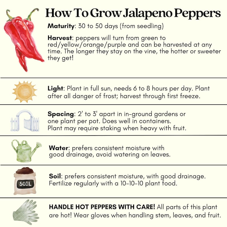 Early Jalapeño Pepper Plant | Two Live Plants | Non-GMO | Medium Hot Pepper | High Yield