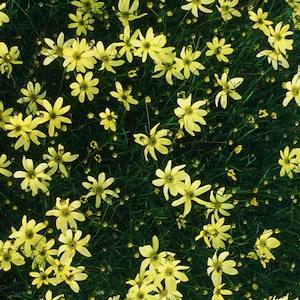 Coreopsis &quot;Moonbeam&quot; (Tickseed) Plants | Two Live Plants | Non-GMO, Hardy Flowering Perennial, Pollinator Favorite