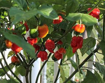 Plants de piments forts Carolina Reaper | Deux plantes de jardin végétariennes vivantes | Sans OGM, le piment le plus fort du monde !
