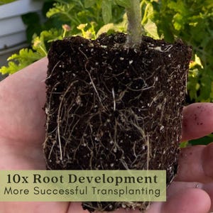 Early Jalapeño Pepper Plant | Two Live Plants | Non-GMO | Medium Hot Pepper | High Yield