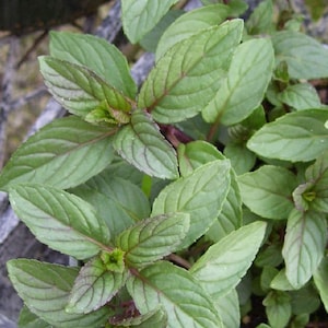 May include: Close-up of a green mint plant with dark green leaves and reddish-purple stems.