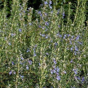 May include: A close-up of a patch of rosemary plants in bloom. The plants have long, green stems with small, blue flowers.
