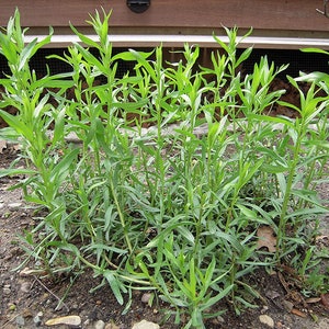 Puede incluir: Primer plano de un grupo de plantas de estrag&oacute;n verde que crecen en un lecho de jard&iacute;n. Las plantas son altas y delgadas con hojas largas y estrechas.