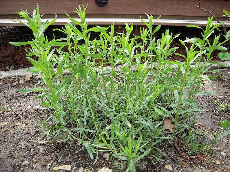 Puede incluir: Primer plano de un grupo de plantas de estrag&oacute;n verde que crecen en un lecho de jard&iacute;n. Las plantas son altas y delgadas con hojas largas y estrechas.