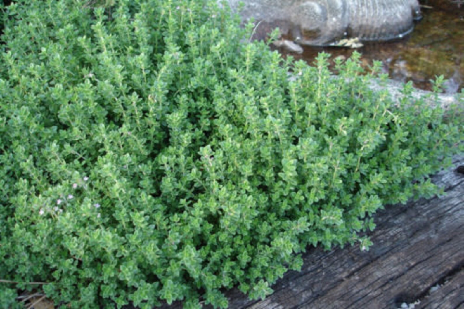 Two Live Plants French Thyme Plant 4 Inch to 7 Inch Tall in Etsy