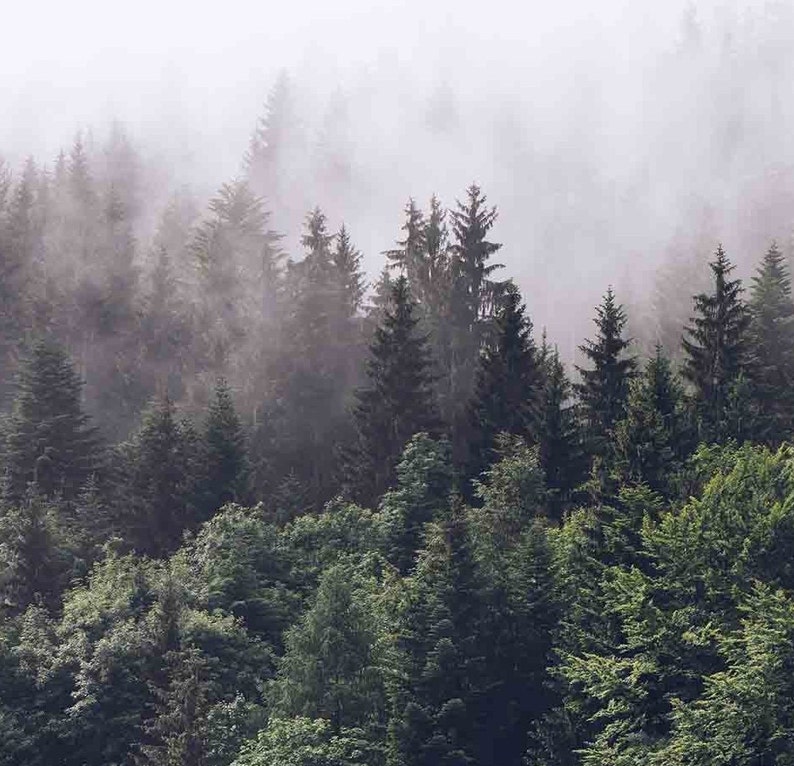 Foggy Forest Wall Art Forest Canvas Print Forest Print Etsy