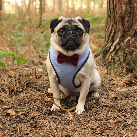 light blue dog harness