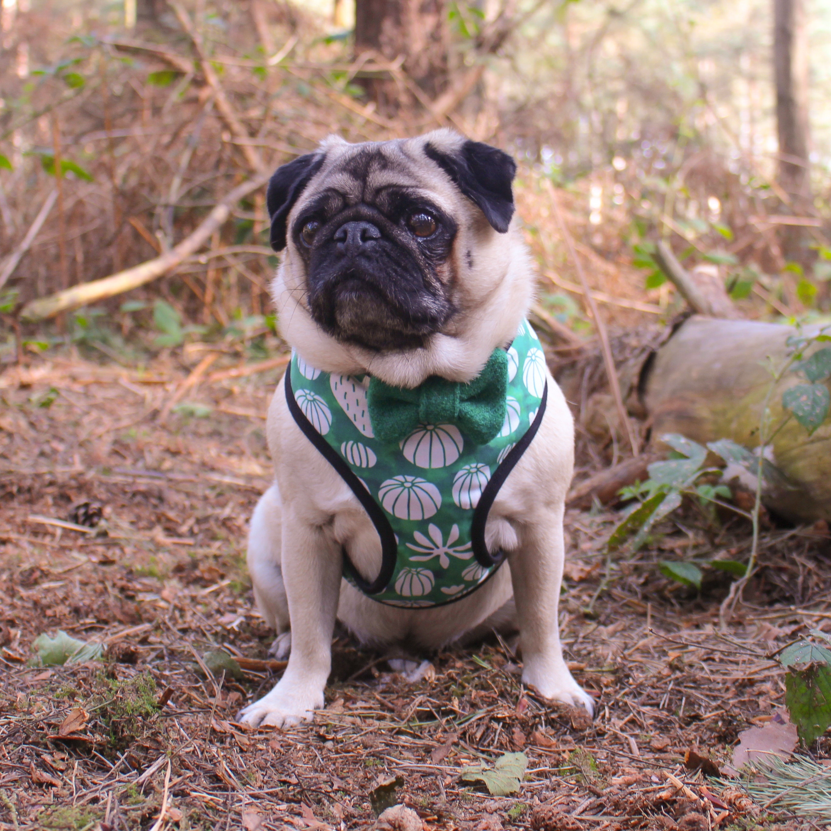 cactus dog harness