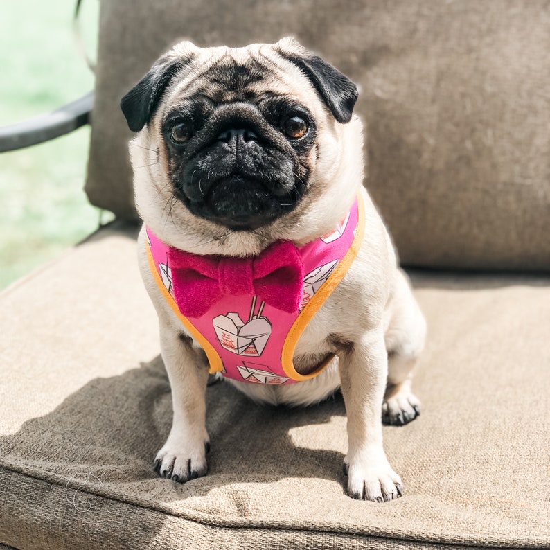 Junk Food Print Summer Dog Take Me Out Pink Dog Harness