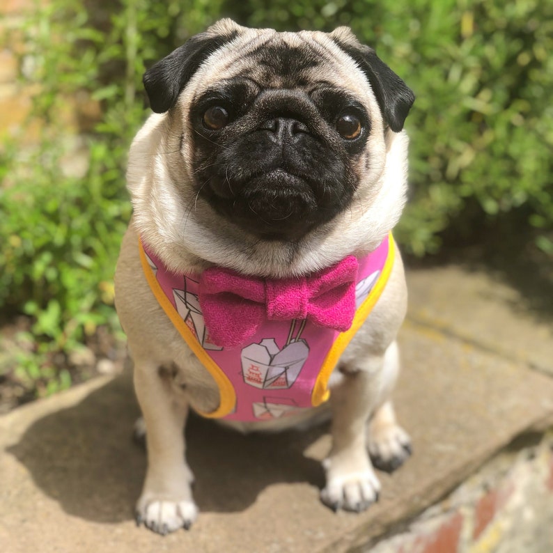Junk Food Print Summer Dog Take Me Out Pink Dog Harness