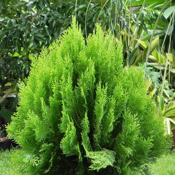 Oriental Arborvitae   Platycladus orientalis   100 Seeds  USA Company