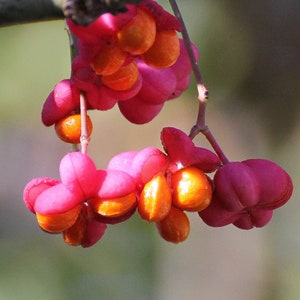 European Spindle Tree   Euonymus europaeus  100 Seeds  USA Company