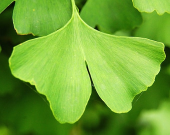 Ginkgo   Maidenhair Tree   Ginkgo biloba   20 Seeds  USA Company